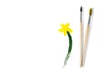 Two used paint brushes and drawing gouache flower on a white background Royalty Free Stock Photo