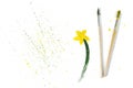 Two used paint brushes and drawing gouache flower on a white background Royalty Free Stock Photo