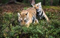 Two Ussuri tiger kittens playing in the wild forest Panthera tigris tigris also called Amur tiger Panthera tigris altaica in Royalty Free Stock Photo
