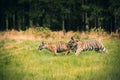 Two Ussuri tiger kittens playing on the wild meadow Panthera tigris tigris also called Amur tiger Panthera tigris altaica in Royalty Free Stock Photo