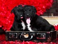 Two Valentine puppies in retro suitcase on red hearts background Royalty Free Stock Photo