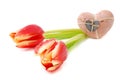 Two valentine tulips Royalty Free Stock Photo
