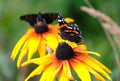 Two Vanessa atalanta. Red Admiral Butterflies sitting on yellow flowers above blur green background close up Royalty Free Stock Photo