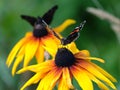 Two Vanessa atalanta. Red Admiral Butterflies sitting on yellow flowers above blur green background close up Royalty Free Stock Photo