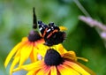 Two Vanessa atalanta. Red Admiral Butterflies sitting on yellow flowers above blur green background close up Royalty Free Stock Photo