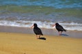 Two Variable Oystercatcher At The Ocean In The Abel Tasman National Park, New Zealand