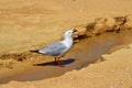 Two variable oystercatcher on a sandy shore in the Abel Tasman National Park, New Zealand Royalty Free Stock Photo