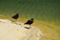 Two variable oystercatcher on a sandy shore in the Abel Tasman National Park, New Zealand Royalty Free Stock Photo