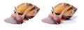 Two variants of a live giant african land snail isolated on white background Royalty Free Stock Photo