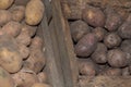 Two varieties of potatoes. Royalty Free Stock Photo