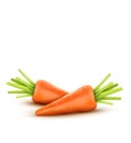 Two vector carrot isolated on a white background