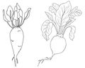 Two vegetables - sweet beet and simple round beet with leaves. Harvest. Vector illustration. Linear hand drawing