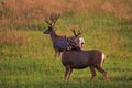 Two velvet bucks in a valley Royalty Free Stock Photo