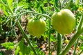 Two verdant green tomatoes growing in the garden