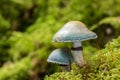 Two verdigris agarics mushrooms - Stropharia aeruginosa - growing in moss