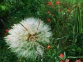 Two versions of the meadow flower, fragile and strong