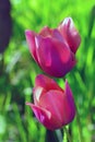 Two vertical pink tulips in garden with green natural background