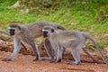 Two vervet monkeys Royalty Free Stock Photo