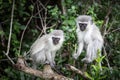 Two vervet monkeys chlorocebus pygerythrus in the Isimangaliso National Park in Southafrica