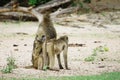 Two vervet monkeys grooming Royalty Free Stock Photo