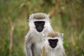 Two vervet monkeys in lake nakuru Royalty Free Stock Photo