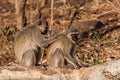 Two Vervet Monkeys preening in the warm afternoon sun in the Kruger Park Royalty Free Stock Photo