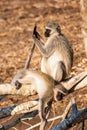 Two Vervet Monkeys preening in the warm afternoon sun in the Kruger Park Royalty Free Stock Photo