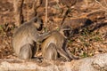 Two Vervet Monkeys preening in the warm afternoon sun Royalty Free Stock Photo