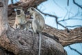 Two Vervet monkeys resting on a tree. Royalty Free Stock Photo