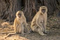 Two vervet monkeys sit looking towards camera