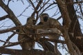 Two Vervet Monkeys in a Tree Royalty Free Stock Photo