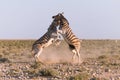 The two very aggressive Zebras. Royalty Free Stock Photo