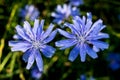 Two very beautiful blue flowers that grow in summer on the grasslands. After a rainy day. Invitation, background, ilustration card