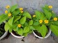 two very beautiful yellow flower plants