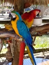 Two very colorful parrots chilling in the shade.