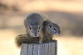 Two very curious Squirrels