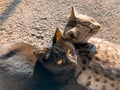 Two very cute cats hugging each other Royalty Free Stock Photo