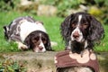 Two very cute working type english springer spaniel gundogs Royalty Free Stock Photo