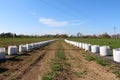Two very long rows of small trees planted in large white bags ready for planting in field put on nylon protection next to pipes