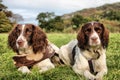 Two very pretty liver and white working type english springer spaniel pet gundogs Royalty Free Stock Photo