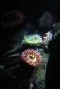 Two Very Pretty Sea Anemones hidden on the Ocean Floor