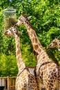 Two very tall giraffes competing for food hanging in a basket of trees. Royalty Free Stock Photo