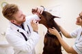 Two veterinarian check up teeth and fork to big dog Royalty Free Stock Photo