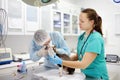 Two veterinarian doctor checking the ears of cat of the breed Cornish Rex with otoscope in veterinary clinic Royalty Free Stock Photo