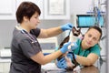 Two veterinarian doctor checking the ears of cat of the breed Cornish Rex in veterinary clinic Royalty Free Stock Photo