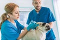 two veterinarians making vaccination to pug dog