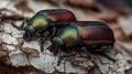 Two vibrant beetles are observed moving across rough tree bark in a sunlit environment Royalty Free Stock Photo