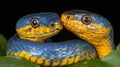 Two Vibrant Blue And Yellow Mangrove Pit Vipers Close Up On Green Leaf In The Amazon Rainforest Royalty Free Stock Photo