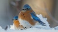 Two Eastern Bluebirds Resting in Winter Snow Royalty Free Stock Photo