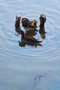 Vibrant ducks swimming in a tranquil river